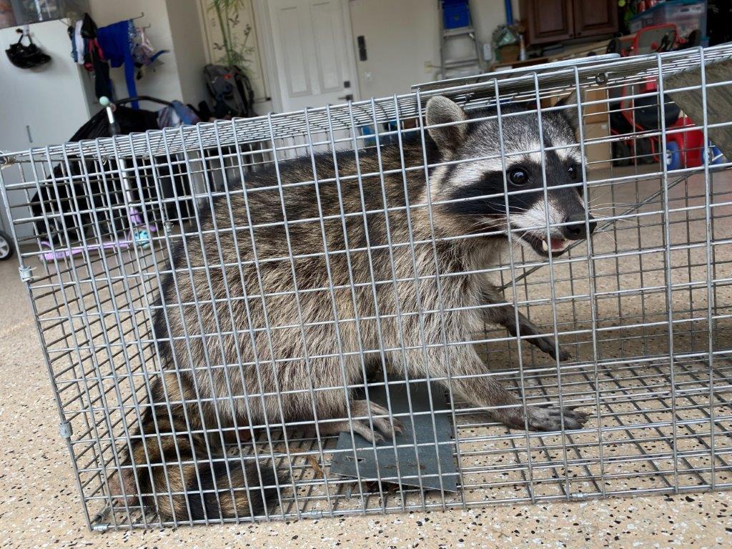 Gainesville raccoon trapping